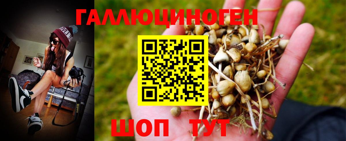 Псилоцибиновые грибы Psilocybine cubensis Клинцы